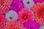 USA, Washington State, Sammamish. Design of colorful dahlia flowers Art Print
